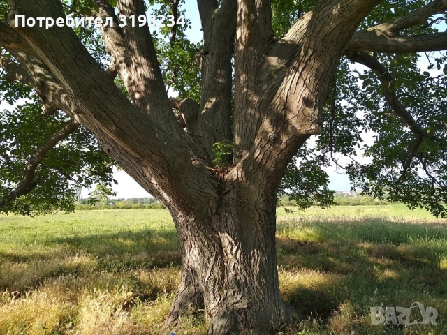 Купувам веднага добре запазени големи дървени трупи (законна сеч)