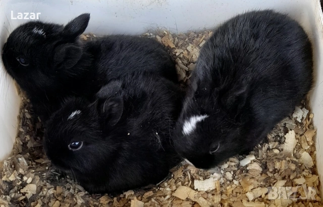 Холадско джудже, снимка 2 - Декоративни зайчета - 53781781