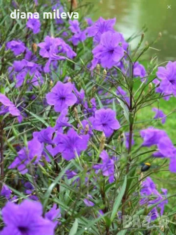 Руелия, Мексиканска петуния,Ruellia Purple Mexican Petunia!!!, снимка 2 - Градински цветя и растения - 47058014