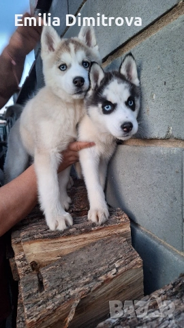 продавам кучета хъски та, снимка 3 - Хъски - 53781247