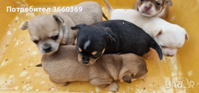 Продавам малки чихуата, снимка 2 - Чихуахуа - 52829030