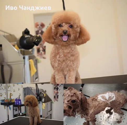 Груминг Салон Golden Paw гр. Пазарджик ул. Г. Бенковски 73, снимка 4 - Ветеринари и услуги - 49322615