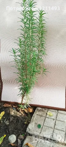 Продавам чашкодрян, салвия,розмарин,китайска паричка/Pilea/, аукуба,чемшир , снимка 4 - Градински цветя и растения - 34722969