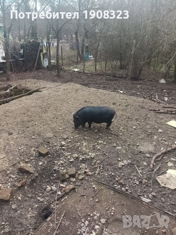 Виетнамско прасе, снимка 4 - Прасета - 53632667