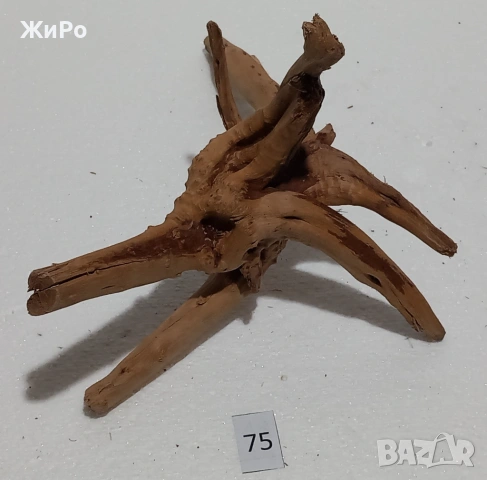 Корен от Азалия /декорация/ 75, снимка 3 - Други - 54102586