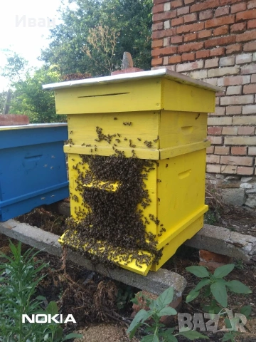 пчелни отводки