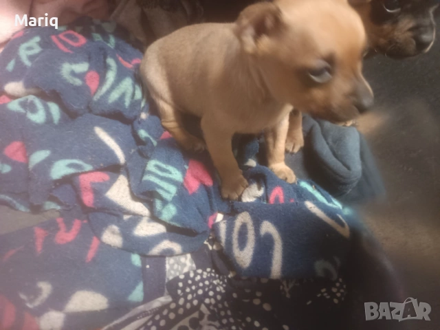 Женски пинчери , снимка 4 - Пинчер - 53577768