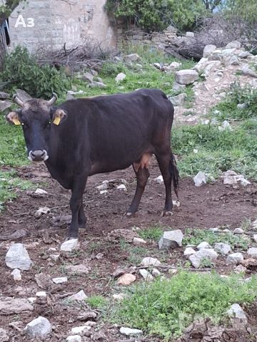Продавам 3 ялови крави, снимка 3 - Крави - 45555238