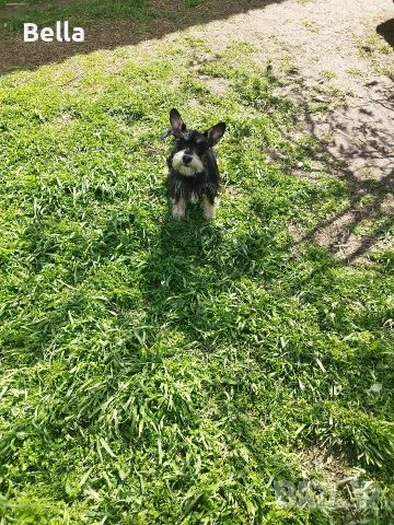 Мини шнауцер , снимка 4 - Други - 54273771