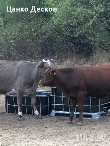 Стадо крави, снимка 16 - Крави - 51846249