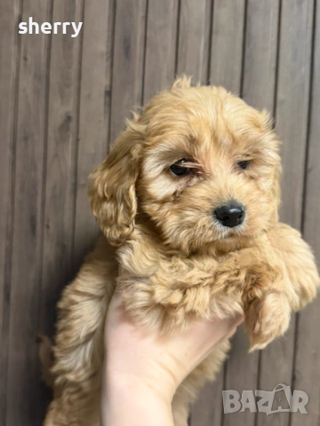 Кокер шпаньол , снимка 2 - Кокер шпаньол - 53663768