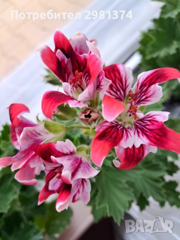 Кралски мушката, снимка 4 - Стайни растения - 54292443