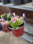 Домашна иглика в саксия , снимка 8