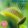 100 семена Венерина мухоловка Dionaea muscipula Семена Мухоловка Бонсай месоядно растение яде насеко, снимка 1