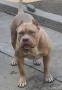 Американско були хл American bully XL, снимка 3