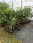 цитрусови дървета и маслини , снимка 7