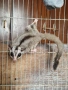 Летяща Захарна Катерица с клетка, снимка 2