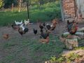 Млади кокошки Феникс , снимка 1 - Кокошки и пуйки - 45635575