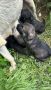 Кученце Кане Корсо Смеска с Алабай с Доставка 60лв, снимка 11
