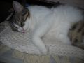 Подарявам кастрирана и обезпаразитена женска котка, снимка 1 - Други - 45483241