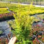 Юниперус комунис Gold Cone (Juniperus communis Gold Cone), снимка 14