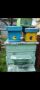 Оплодни сандъчета , снимка 1 - За пчели - 45567960