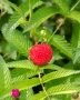 Ягодомалина (Rubus illecebrosus) - растения в контейнери, снимка 5