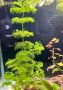Растения за аквариум, снимка 1 - Аквариуми - 45299493