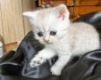 Сребърна чинчила- шотландко правоухо коте., снимка 2