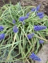 Растение/Цвете Мускари , снимка 2
