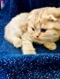 Шотландски клепоухи котенца – златна чинчила. Scottish fold, снимка 11
