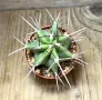 Echinocereus triglochidiatus, снимка 2