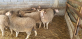 Продавам овце, снимка 1 - За селскостопански - 44937151