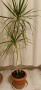 Драцена маргината и Драцена фрагранс, снимка 10