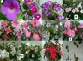АХИМЕНЕС - 11 вида, снимка 1 - Градински цветя и растения - 45075414