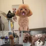 Груминг Салон Golden Paw гр. Пазарджик ул. Г. Бенковски 73, снимка 4
