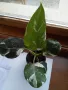 Филодендрон (Philodendron) / Сингониум (Syngonium), снимка 3