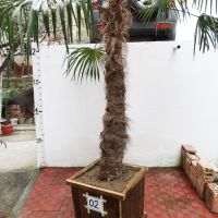 Студоустойчиви палми Трахикарпус в дървени саксии, снимка 6 - Градински цветя и растения - 45325945