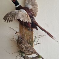 Препарирани фазани, снимка 1 - Декорация за дома - 45568180