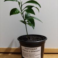 Портокалово дръвче младо растение , снимка 1 - Градински цветя и растения - 45567306