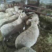 агнета , снимка 3 - Овце - 45571096