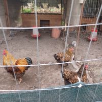Пилета, снимка 6 - Кокошки и пуйки - 45775937