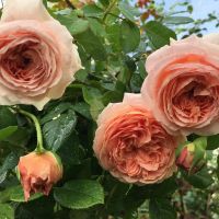 Роза 112, снимка 2 - Градински цветя и растения - 45603789