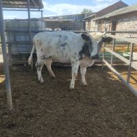 5 месодайни крави, снимка 5 - Крави - 45682410