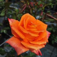 Храстовидни рози!!, снимка 3 - Градински цветя и растения - 45702417