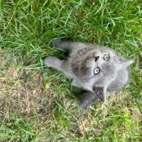 Британска късокосместа котка, снимка 11 - Британска късокосместа - 46111444