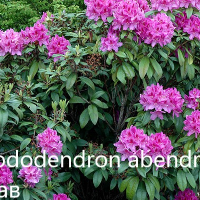Рододендрон, снимка 3 - Градински цветя и растения - 40040589