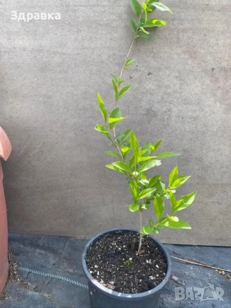 Форзиция , снимка 1