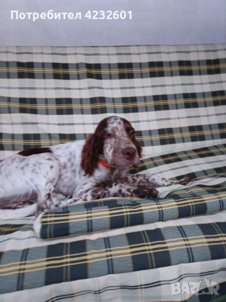 Английски сетер, снимка 1