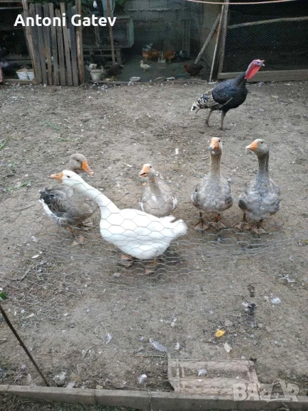 Млади Гъски 2 мъжкаря и 3 женски , снимка 1